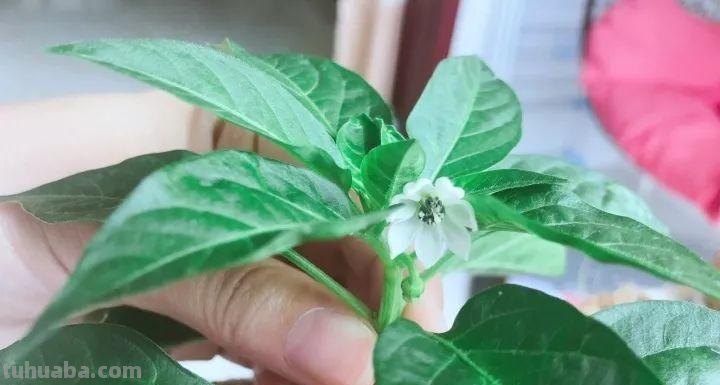 不用院子，咱家阳台也能种菜，长得比吃的还快