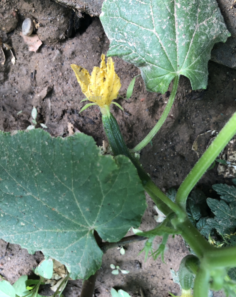 家里养点水果蔬菜，两个月就能吃，种植方法还特简单