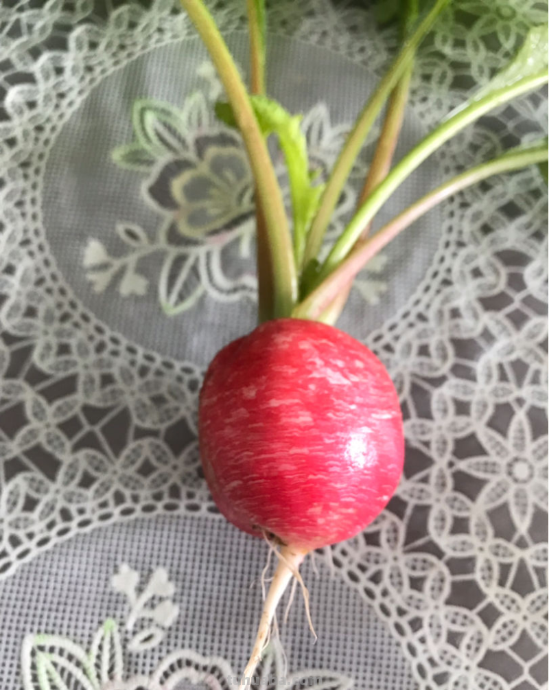 家里养点水果蔬菜，两个月就能吃，种植方法还特简单