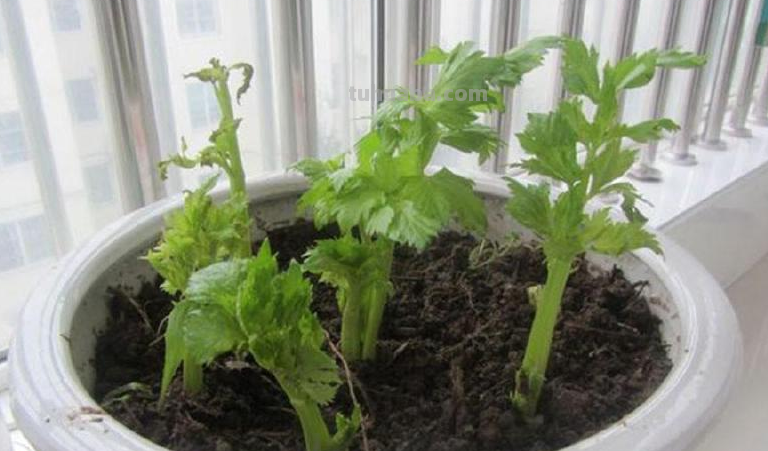 这2种菜在家就能种，一个周出苗，新鲜又健康！