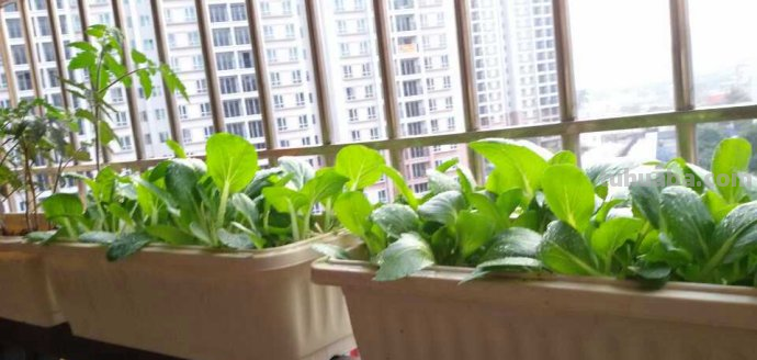 这2种菜在家就能种，一个周出苗，新鲜又健康！