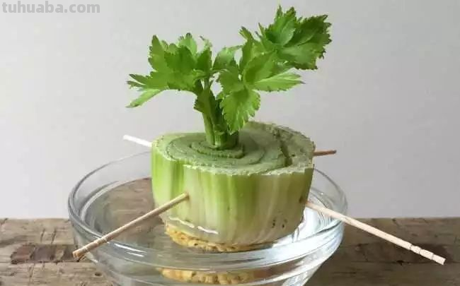 这2种菜在家就能种，一个周出苗，新鲜又健康！