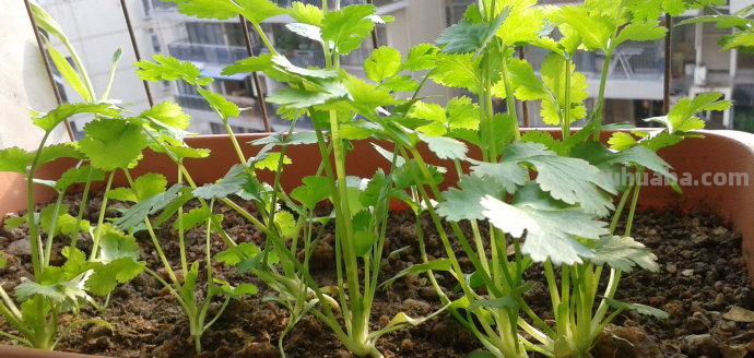 这2种菜在家就能种，一个周出苗，新鲜又健康！