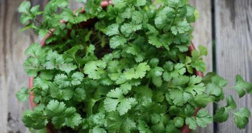 这2种菜在家就能种，一个周出苗，新鲜又健康！