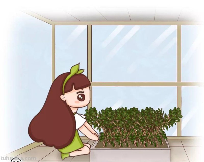 家里种这7种菜,20天割一茬,吃不完的菜都开花了! 家里种这7种菜,20天割一茬,吃不完的菜都开花了!