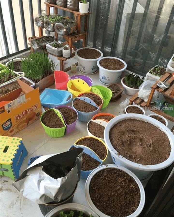 家里种这7种菜,20天割一茬,吃不完的菜都开花了! 家里种这7种菜,20天割一茬,吃不完的菜都开花了!