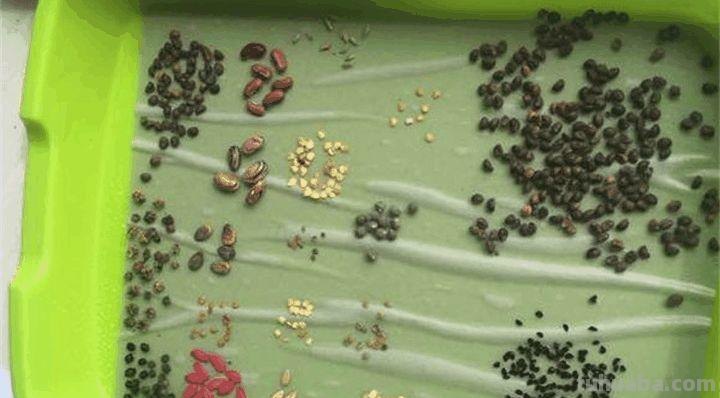 家里种这7种菜,20天割一茬,吃不完的菜都开花了! 家里种这7种菜,20天割一茬,吃不完的菜都开花了!