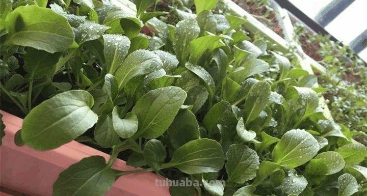 家里种这7种菜,20天割一茬,吃不完的菜都开花了! 家里种这7种菜,20天割一茬,吃不完的菜都开花了!