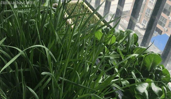 家里种这7种菜,20天割一茬,吃不完的菜都开花了! 家里种这7种菜,20天割一茬,吃不完的菜都开花了!