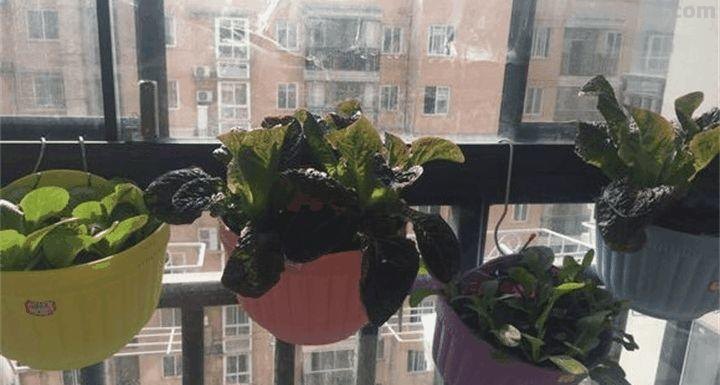 家里种这7种菜,20天割一茬,吃不完的菜都开花了! 家里种这7种菜,20天割一茬,吃不完的菜都开花了!