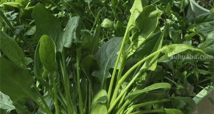 家里种这7种菜,20天割一茬,吃不完的菜都开花了! 家里种这7种菜,20天割一茬,吃不完的菜都开花了!