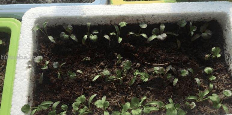 家里种这7种菜,20天割一茬,吃不完的菜都开花了! 家里种这7种菜,20天割一茬,吃不完的菜都开花了!