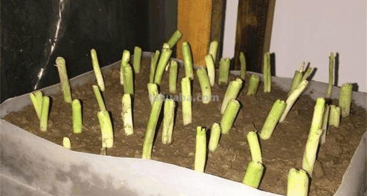 家里种这7种菜,20天割一茬,吃不完的菜都开花了! 家里种这7种菜,20天割一茬,吃不完的菜都开花了!