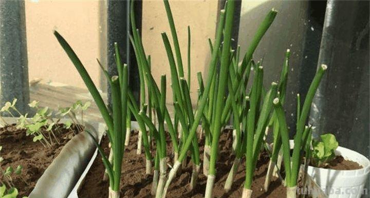 家里种这7种菜,20天割一茬,吃不完的菜都开花了! 家里种这7种菜,20天割一茬,吃不完的菜都开花了!