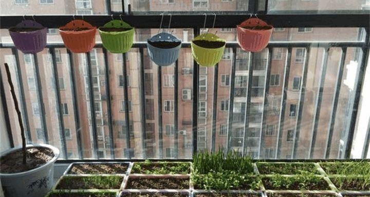 家里种这7种菜,20天割一茬,吃不完的菜都开花了! 家里种这7种菜,20天割一茬,吃不完的菜都开花了!