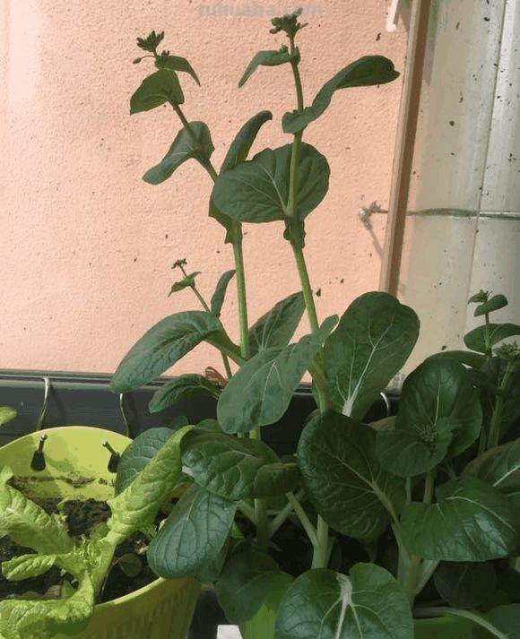 家里种这7种菜,20天割一茬,吃不完的菜都开花了! 家里种这7种菜,20天割一茬,吃不完的菜都开花了!