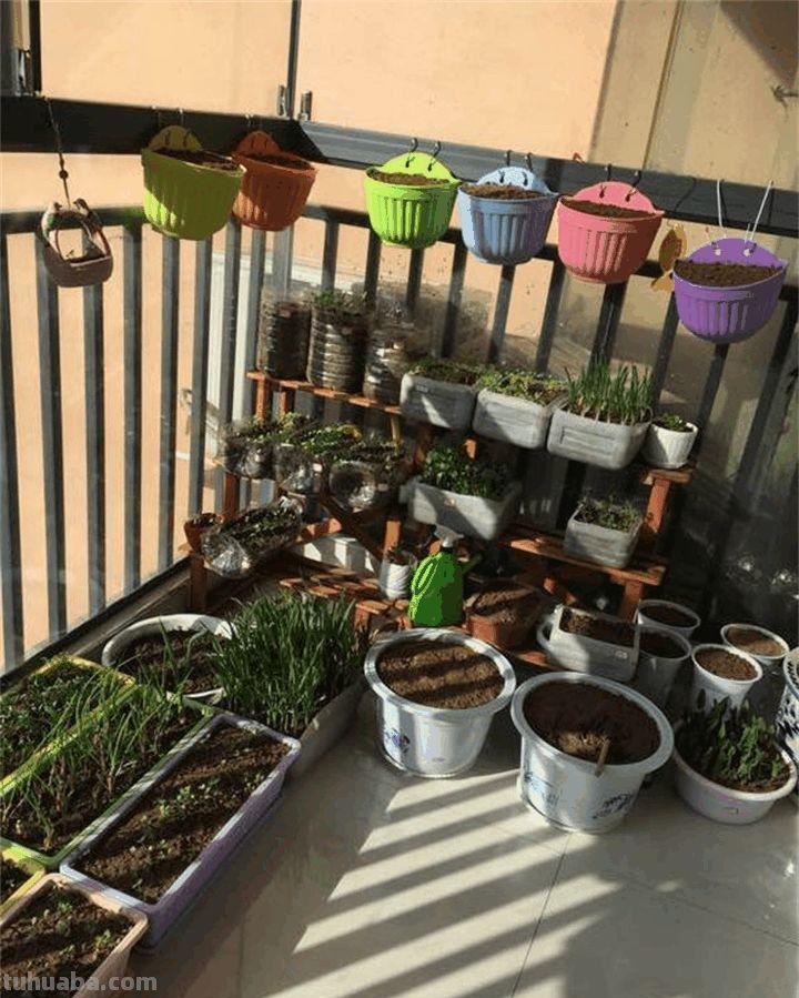 家里种这7种菜,20天割一茬,吃不完的菜都开花了! 家里种这7种菜,20天割一茬,吃不完的菜都开花了!