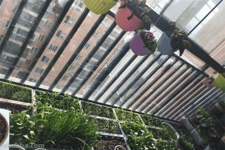 家里种这7种菜,20天割一茬,吃不完的菜都开花了! 家里种这7种菜,20天割一茬,吃不完的菜都开花了!