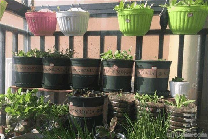 家里种这7种菜,20天割一茬,吃不完的菜都开花了! 家里种这7种菜,20天割一茬,吃不完的菜都开花了!