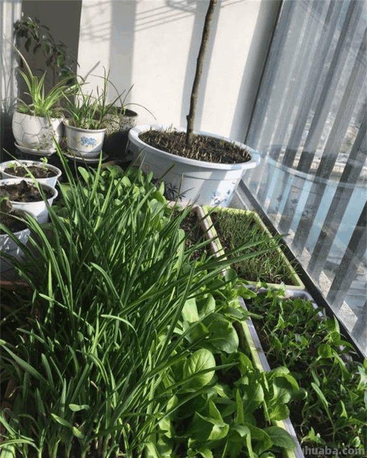 家里种这7种菜,20天割一茬,吃不完的菜都开花了! 家里种这7种菜,20天割一茬,吃不完的菜都开花了!