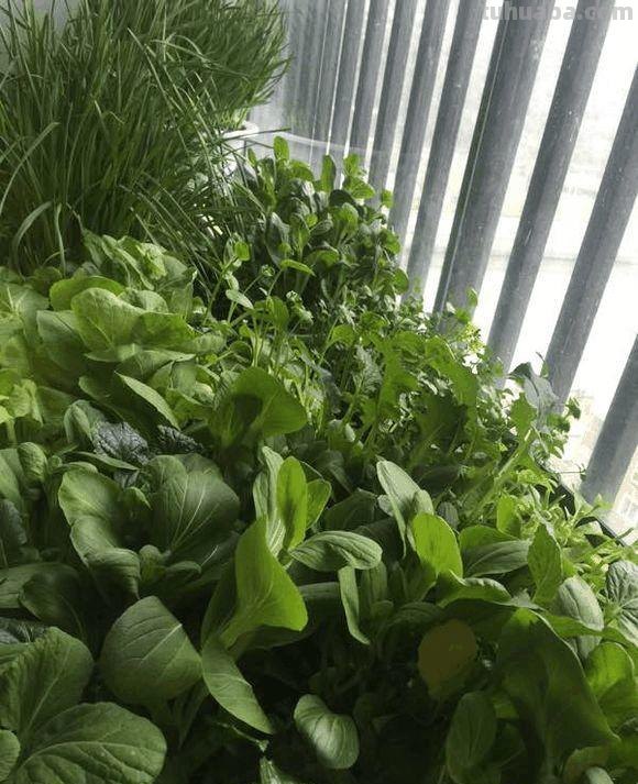 家里种这7种菜,20天割一茬,吃不完的菜都开花了! 家里种这7种菜,20天割一茬,吃不完的菜都开花了!