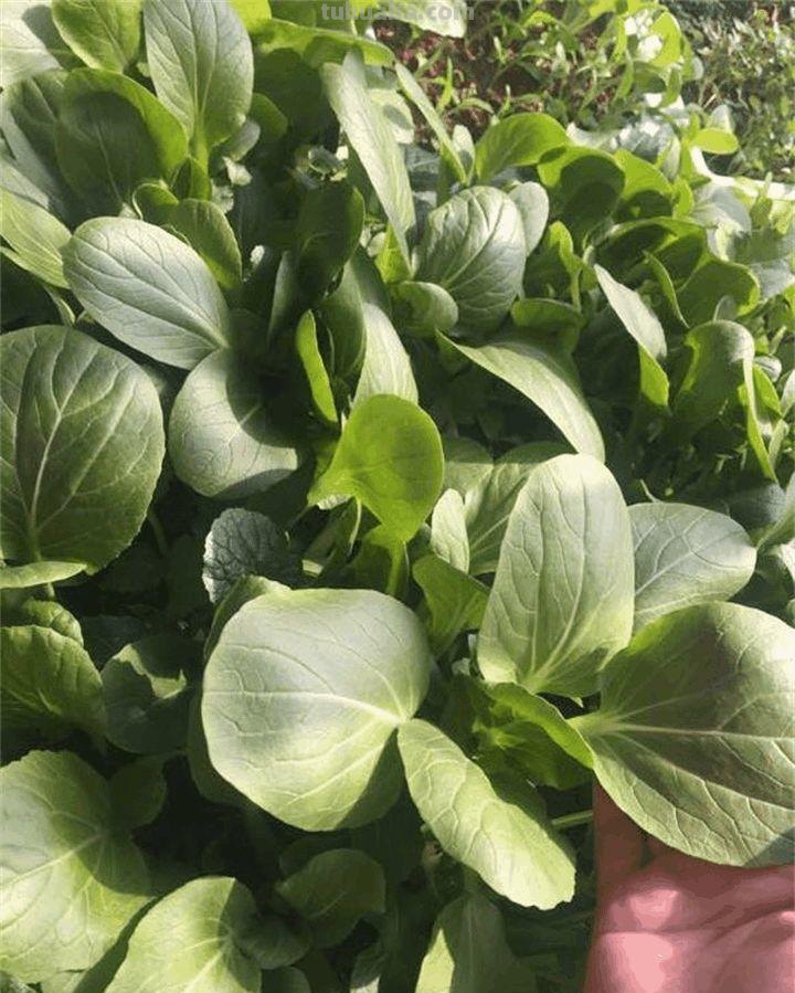 家里种这7种菜,20天割一茬,吃不完的菜都开花了! 家里种这7种菜,20天割一茬,吃不完的菜都开花了!