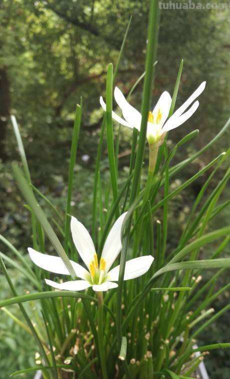 在家就可以种植的蔬菜,现在就种上,冬天还可以御寒 在家就可以种植的蔬菜,现在就种上,冬天还可以御寒