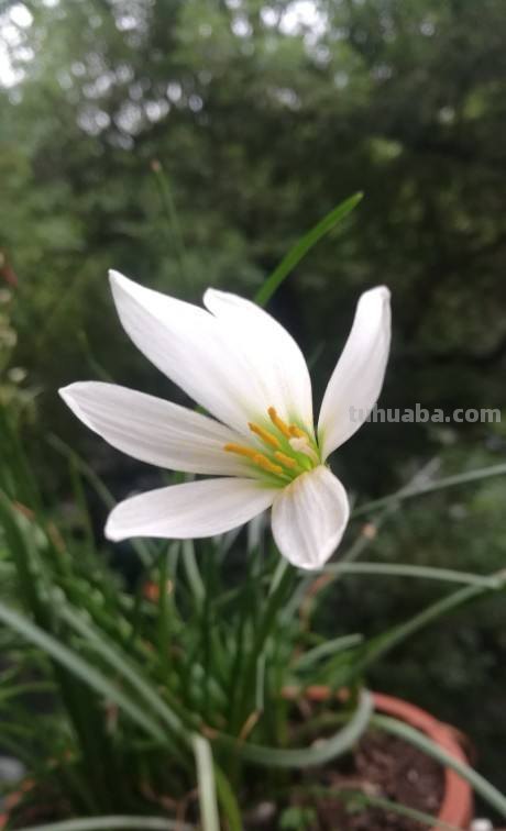 在家就可以种植的蔬菜,现在就种上,冬天还可以御寒 在家就可以种植的蔬菜,现在就种上,冬天还可以御寒