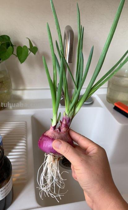 在家就可以种植的蔬菜,现在就种上,冬天还可以御寒 在家就可以种植的蔬菜,现在就种上,冬天还可以御寒