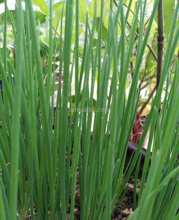 在家就可以种植的蔬菜,现在就种上,冬天还可以御寒 在家就可以种植的蔬菜,现在就种上,冬天还可以御寒