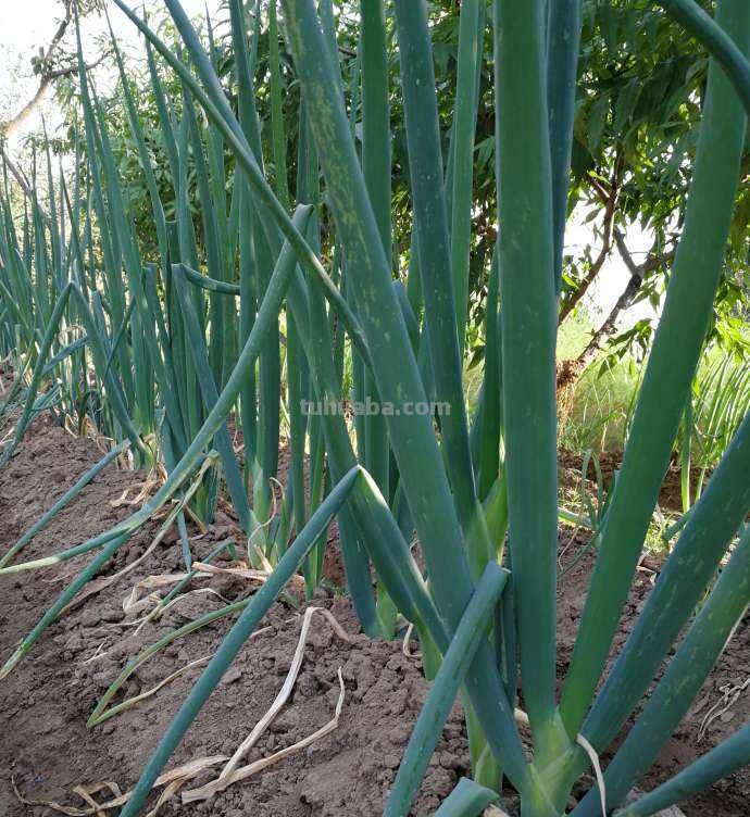 在家就可以种植的蔬菜,现在就种上,冬天还可以御寒 在家就可以种植的蔬菜,现在就种上,冬天还可以御寒