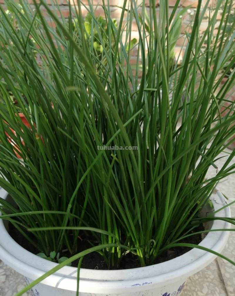 在家就可以种植的蔬菜,现在就种上,冬天还可以御寒 在家就可以种植的蔬菜,现在就种上,冬天还可以御寒