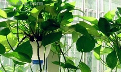 绿萝对环境的要求