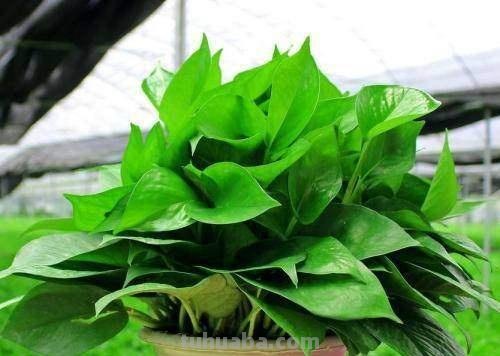 绿萝怎么养，长得又快又茂盛，半年爬满墙
