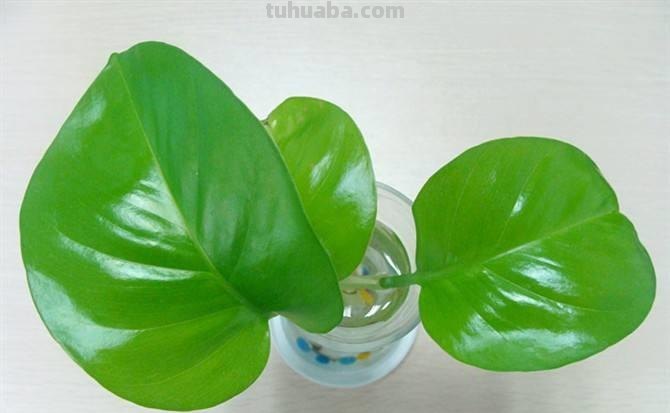 绿萝怎么养，长得又快又茂盛，半年爬满墙