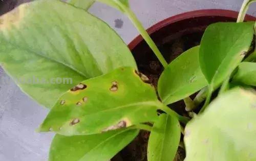 绿萝这样养，绿的发亮、爆盆没商量！