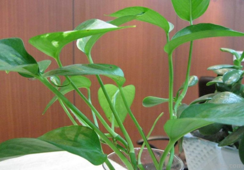 绿萝的种植方法都在这里了，以后再也不说了，赶紧学起来