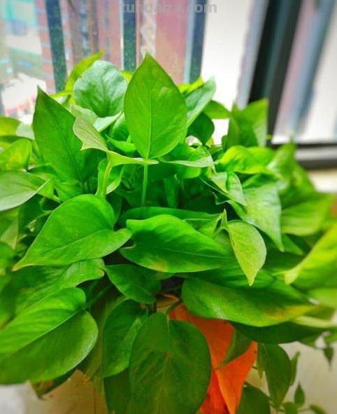 绿萝的种植方法都在这里了，以后再也不说了，赶紧学起来