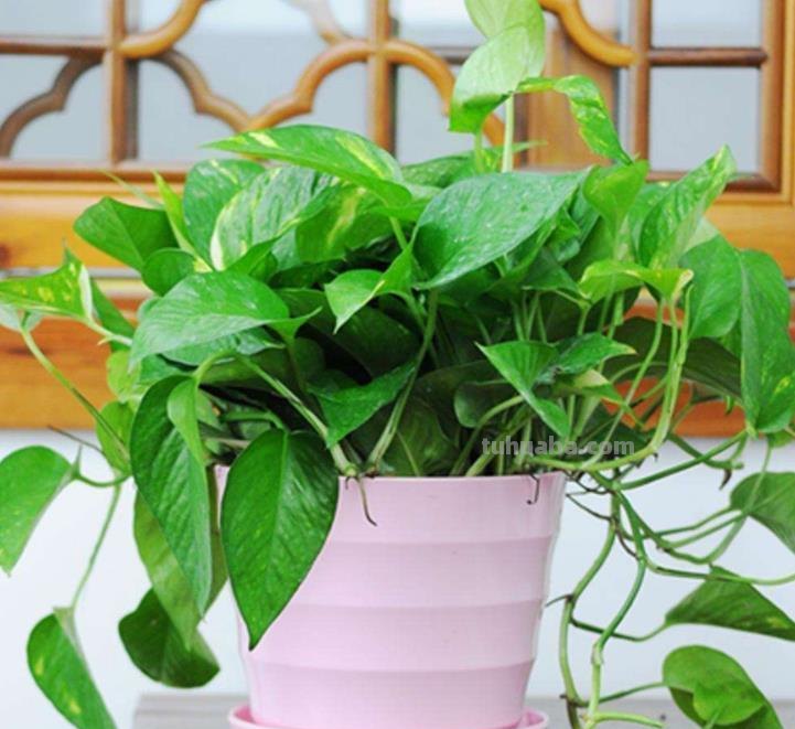 绿萝的种植方法都在这里了，以后再也不说了，赶紧学起来