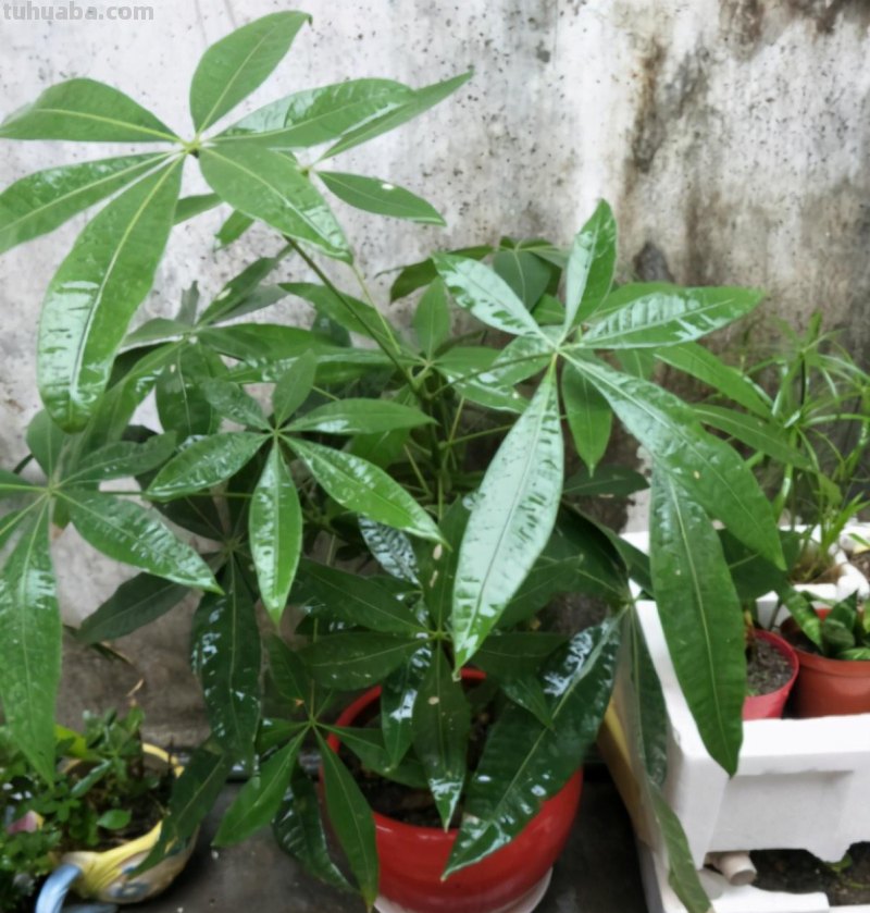寓意好的发财树，这么养护，叶片不发黄