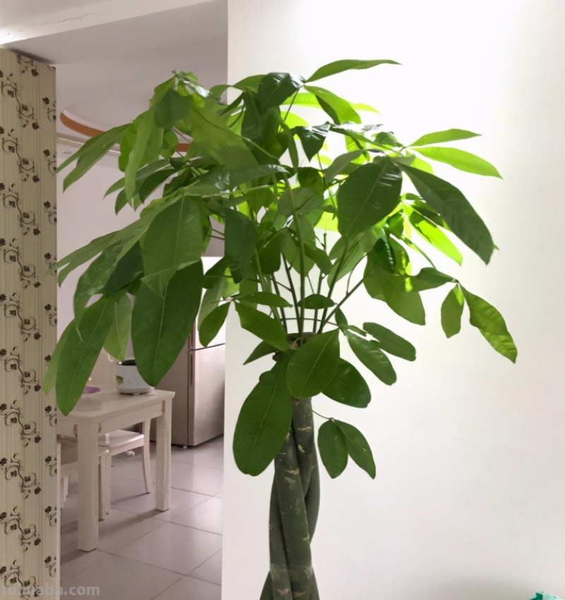 寓意好的发财树，这么养护，叶片不发黄
