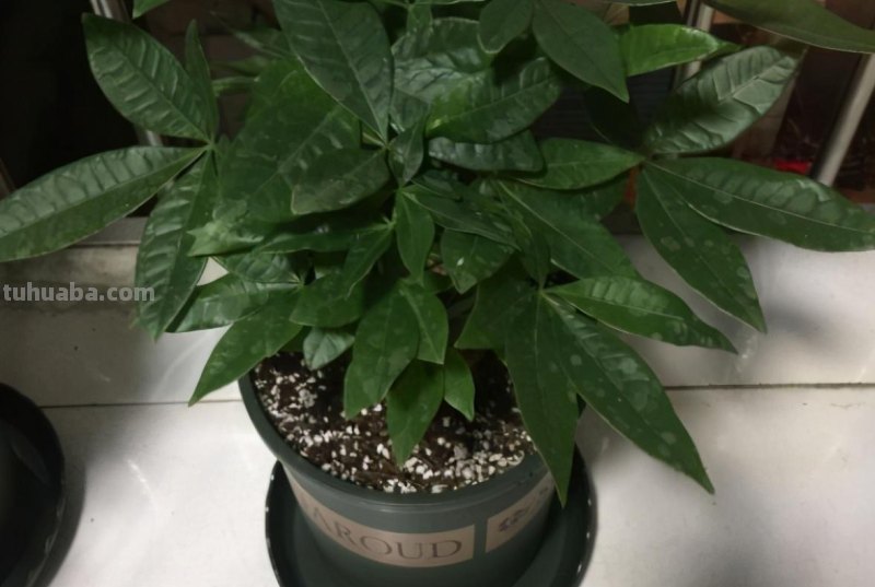 寓意好的发财树，这么养护，叶片不发黄