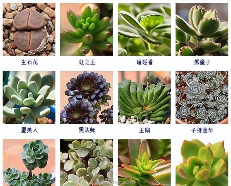 145种常见多肉植物大全(带图片)，各位肉迷福音！来对比收藏一下