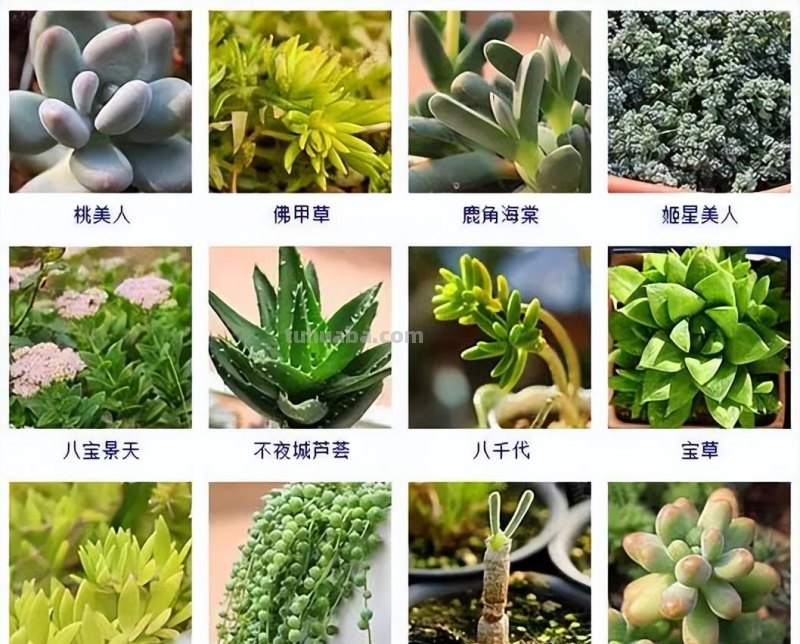 145种常见多肉植物大全(带图片)，各位肉迷福音！来对比收藏一下