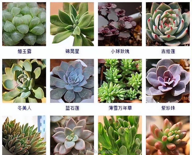 145种常见多肉植物大全(带图片)，各位肉迷福音！来对比收藏一下