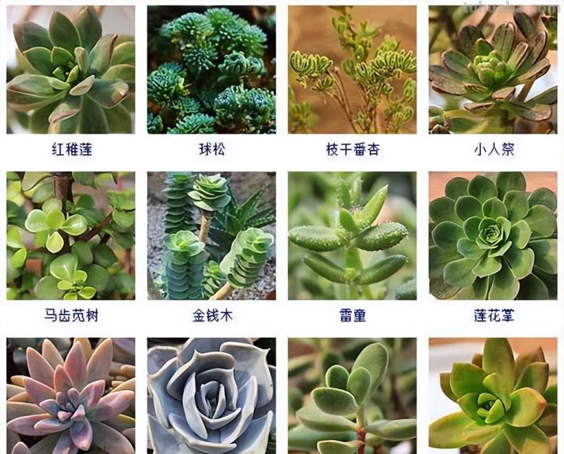 145种常见多肉植物大全(带图片)，各位肉迷福音！来对比收藏一下