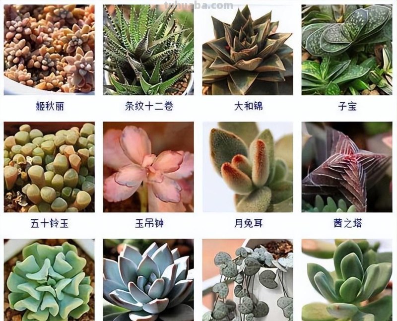145种常见多肉植物大全(带图片)，各位肉迷福音！来对比收藏一下