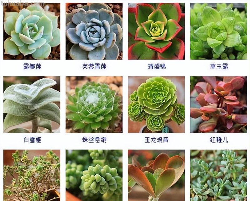 145种常见多肉植物大全(带图片)，各位肉迷福音！来对比收藏一下
