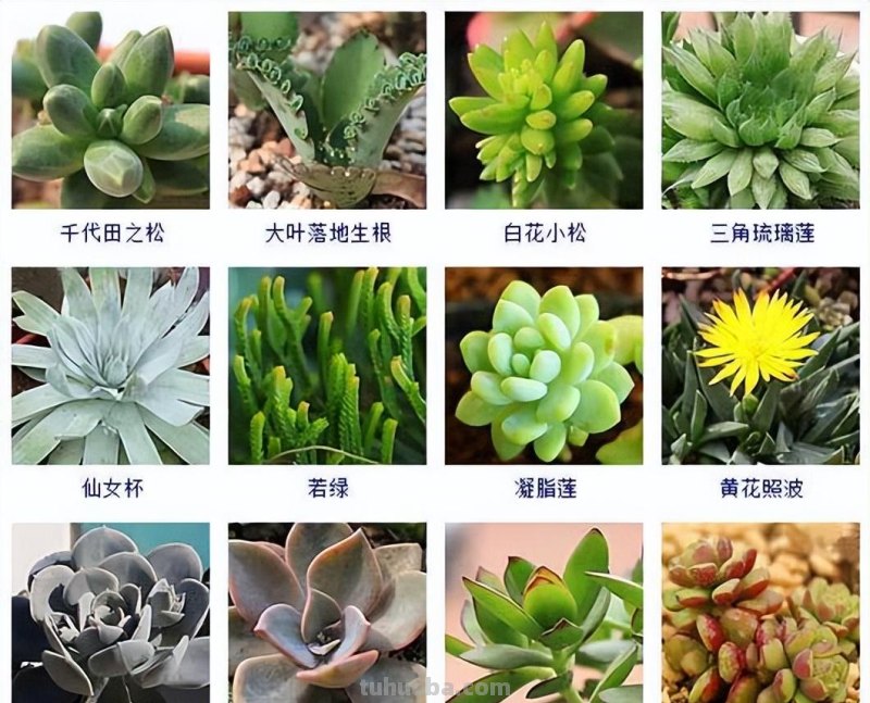 145种常见多肉植物大全(带图片)，各位肉迷福音！来对比收藏一下