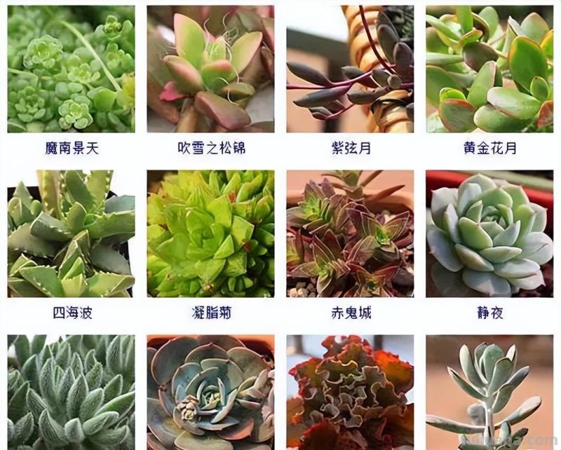 145种常见多肉植物大全(带图片)，各位肉迷福音！来对比收藏一下